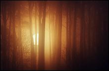 skog_sol_1