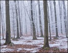 skog_vinter_onsjo_1
