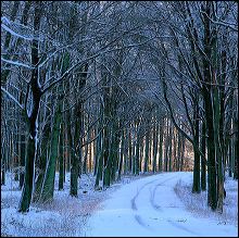 skog_vintervag_1