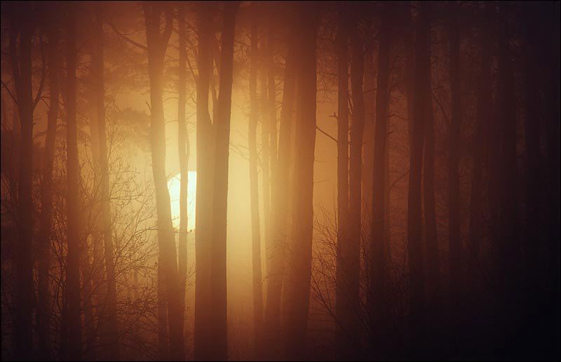 skog_sol_100_x_70.jpg